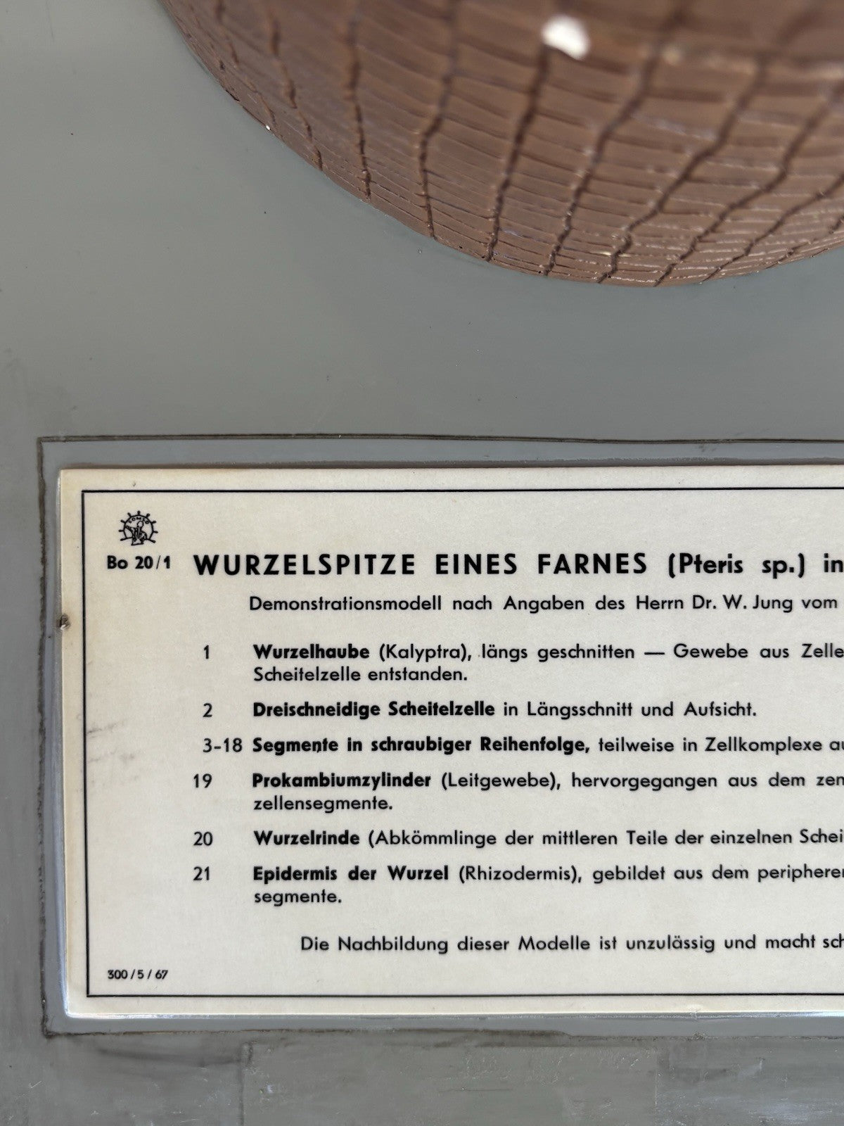 Modello Didattico/ Botanico, Somso Made In Germany