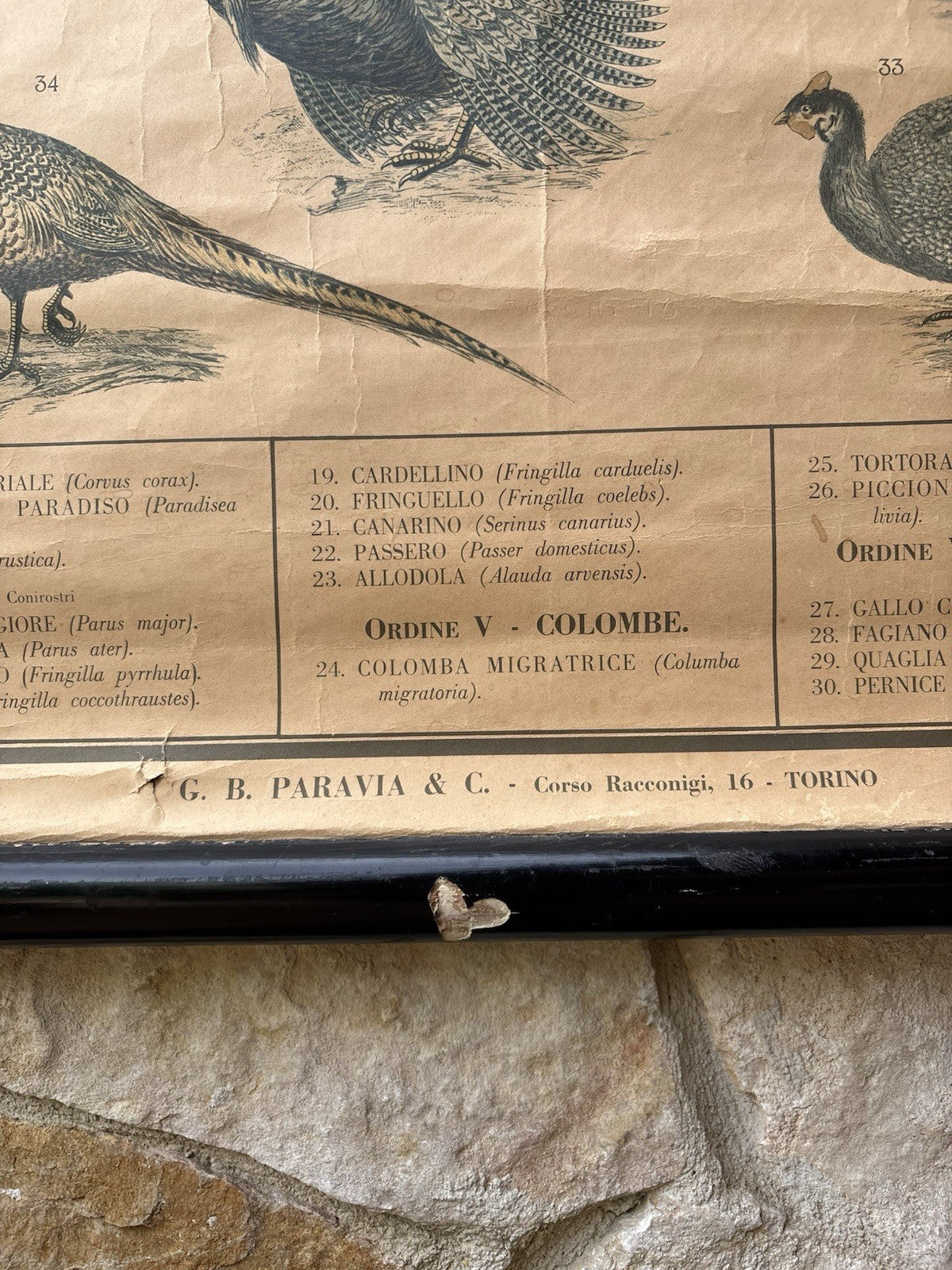 Tavola Parietale Vintage Paravia, Uccelli