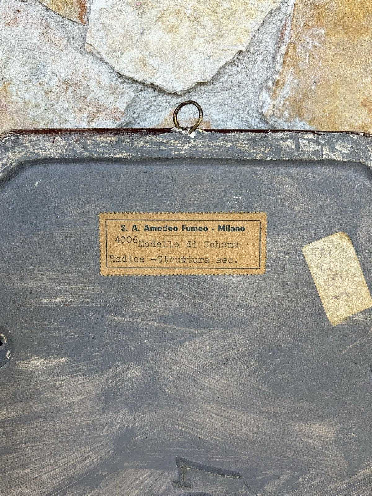 Modello Didattico Vintage Amedeo Fumeo Milano, Schema Radice -Struttura sec.