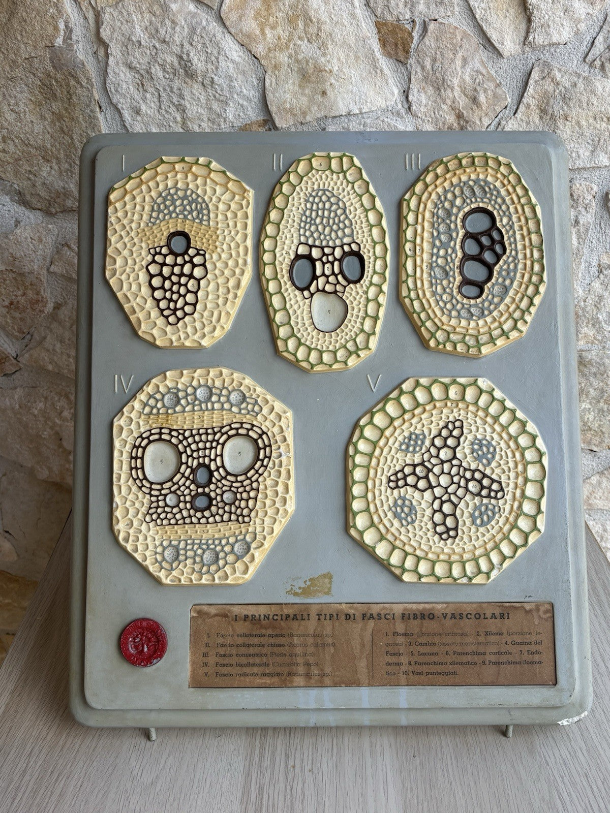 Modello Didattico, Scientifico E Botanico Paravia Vintage