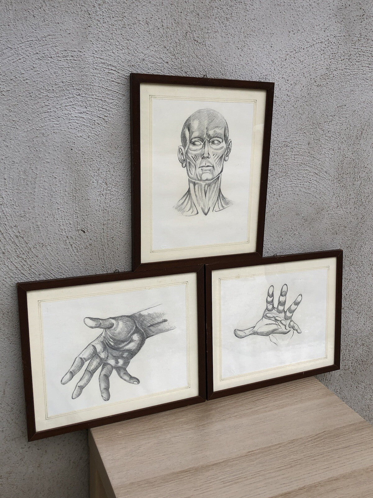 Quadri Vintage Con Disegni Anatomici