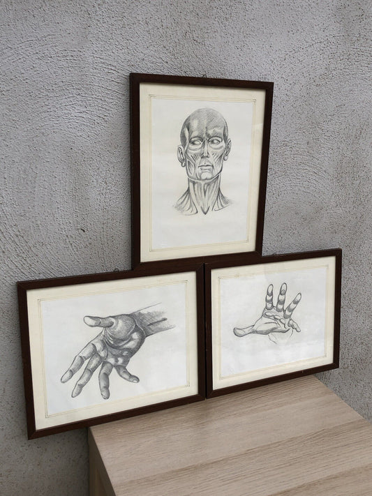Quadri Vintage Con Disegni Anatomici