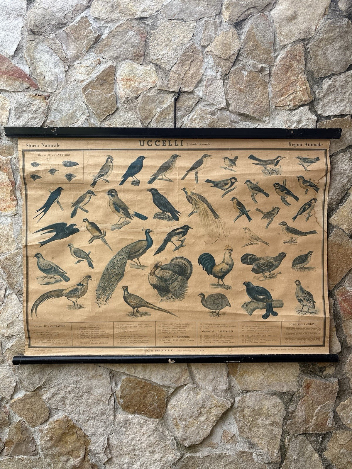 Tavola Parietale Vintage Paravia, Uccelli