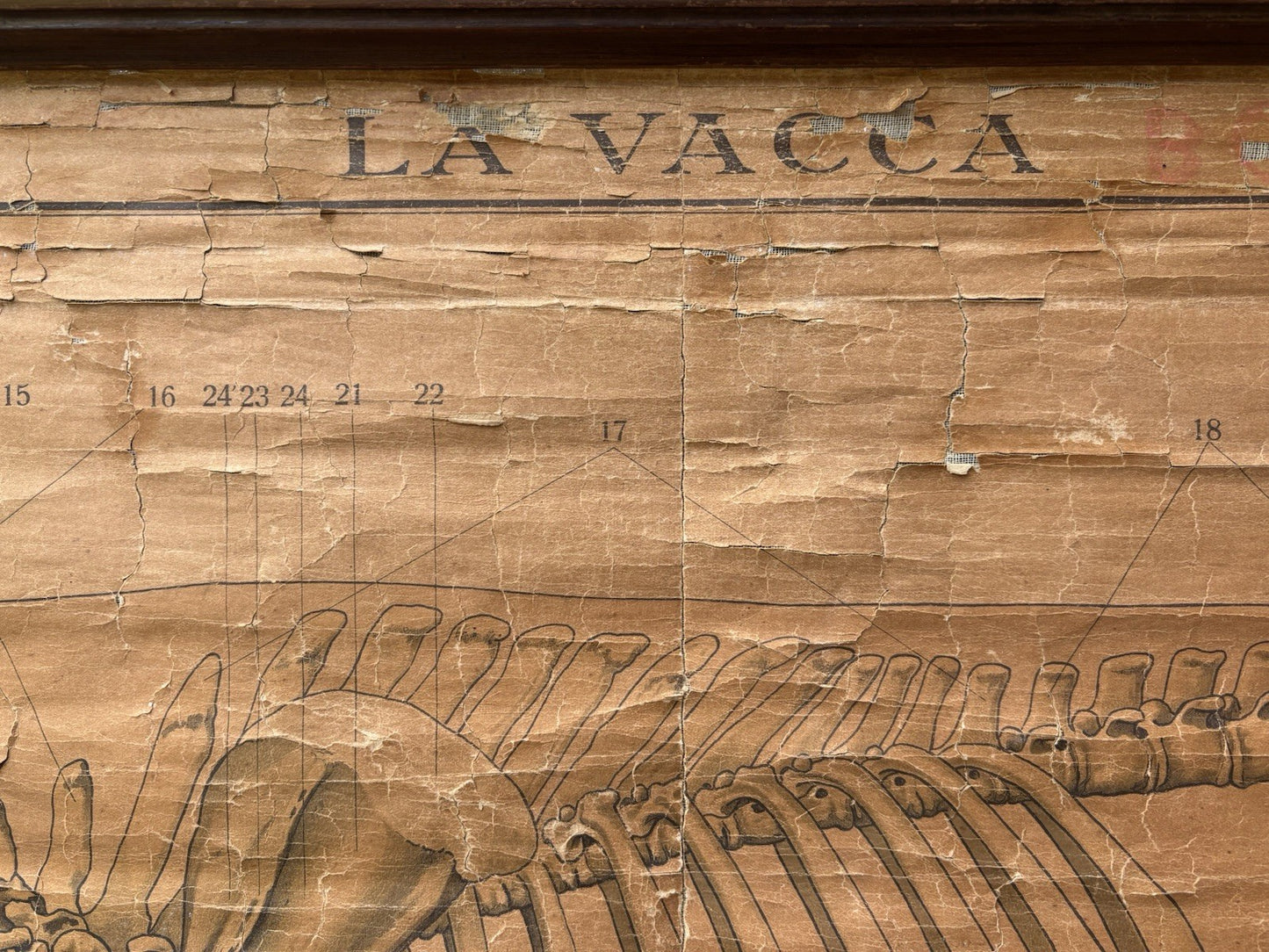 Tavola Parietale Vintage Paravia, La Vacca