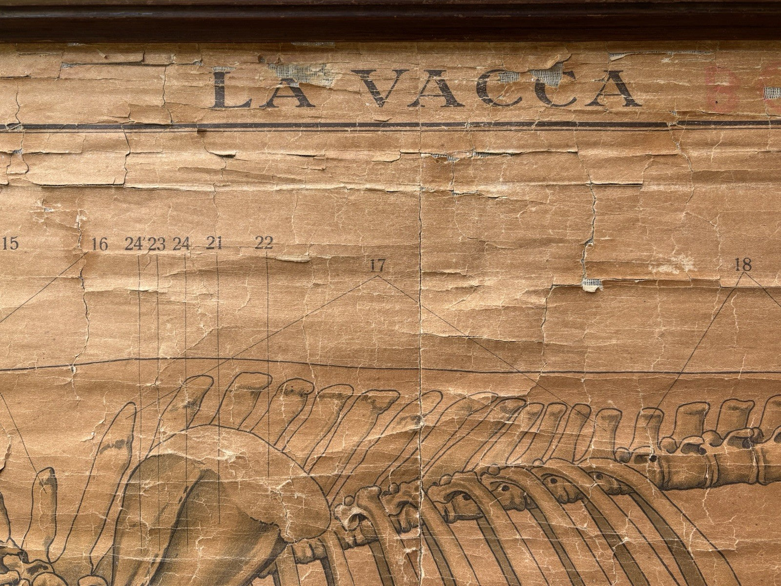 Tavola Parietale Vintage Paravia, La Vacca