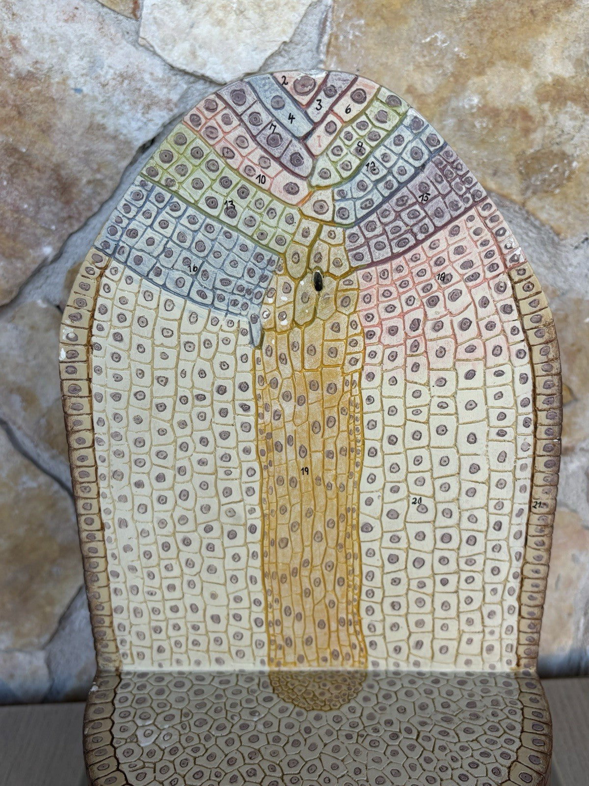 Modello Didattico/ Botanico, Somso Made In Germany