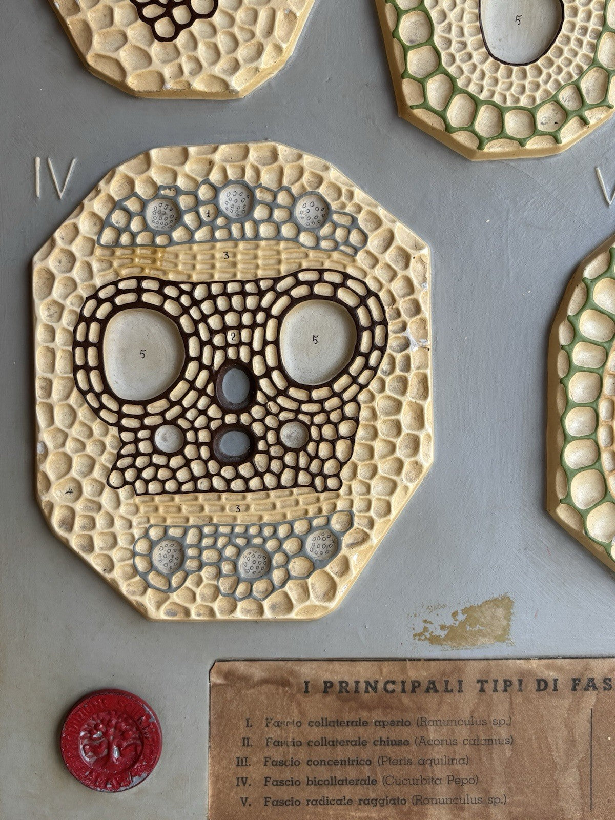 Modello Didattico, Scientifico E Botanico Paravia Vintage