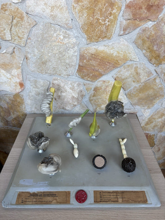 Modello Didattico, Scientifico E Botanico Paravia Vintage