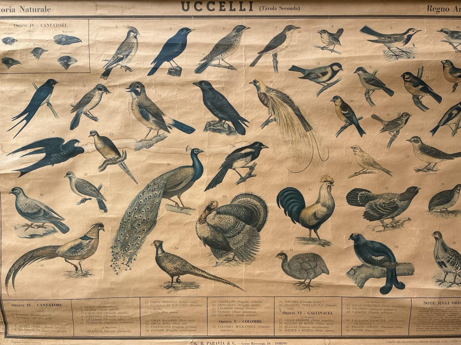 Tavola Parietale Vintage Paravia, Uccelli