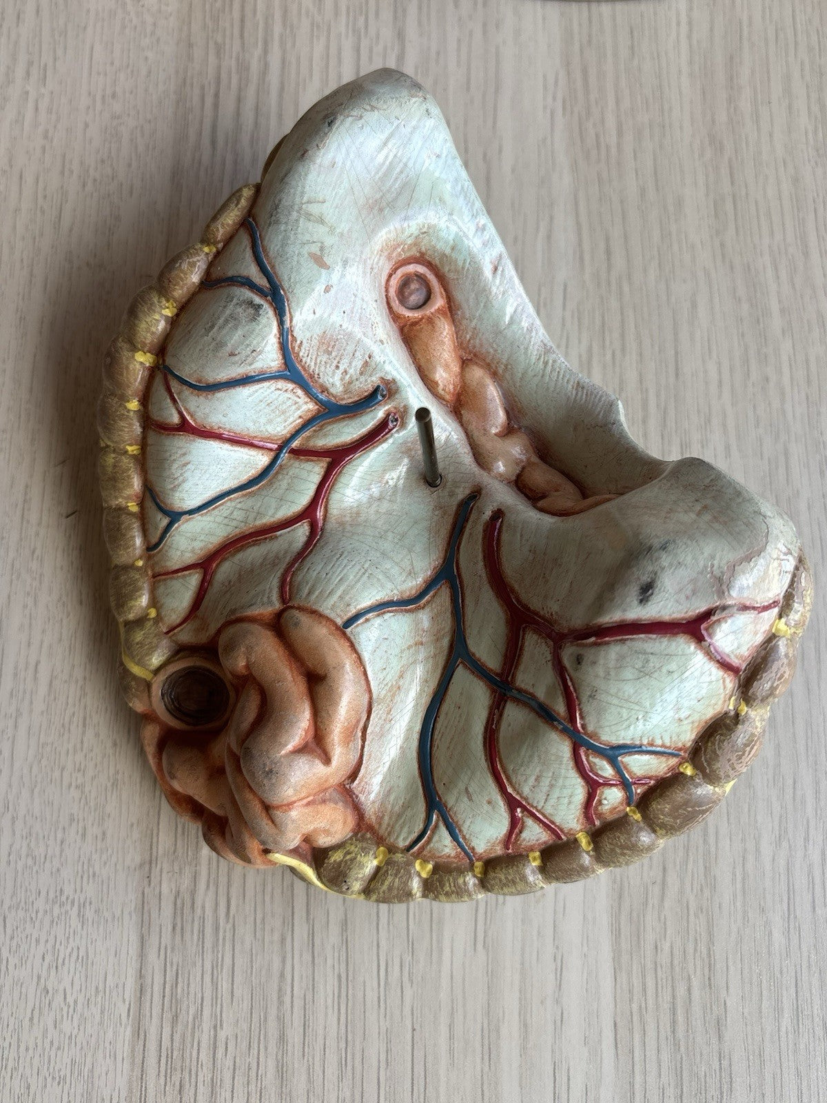 Modello Didattico Scientifico Busto Paravia