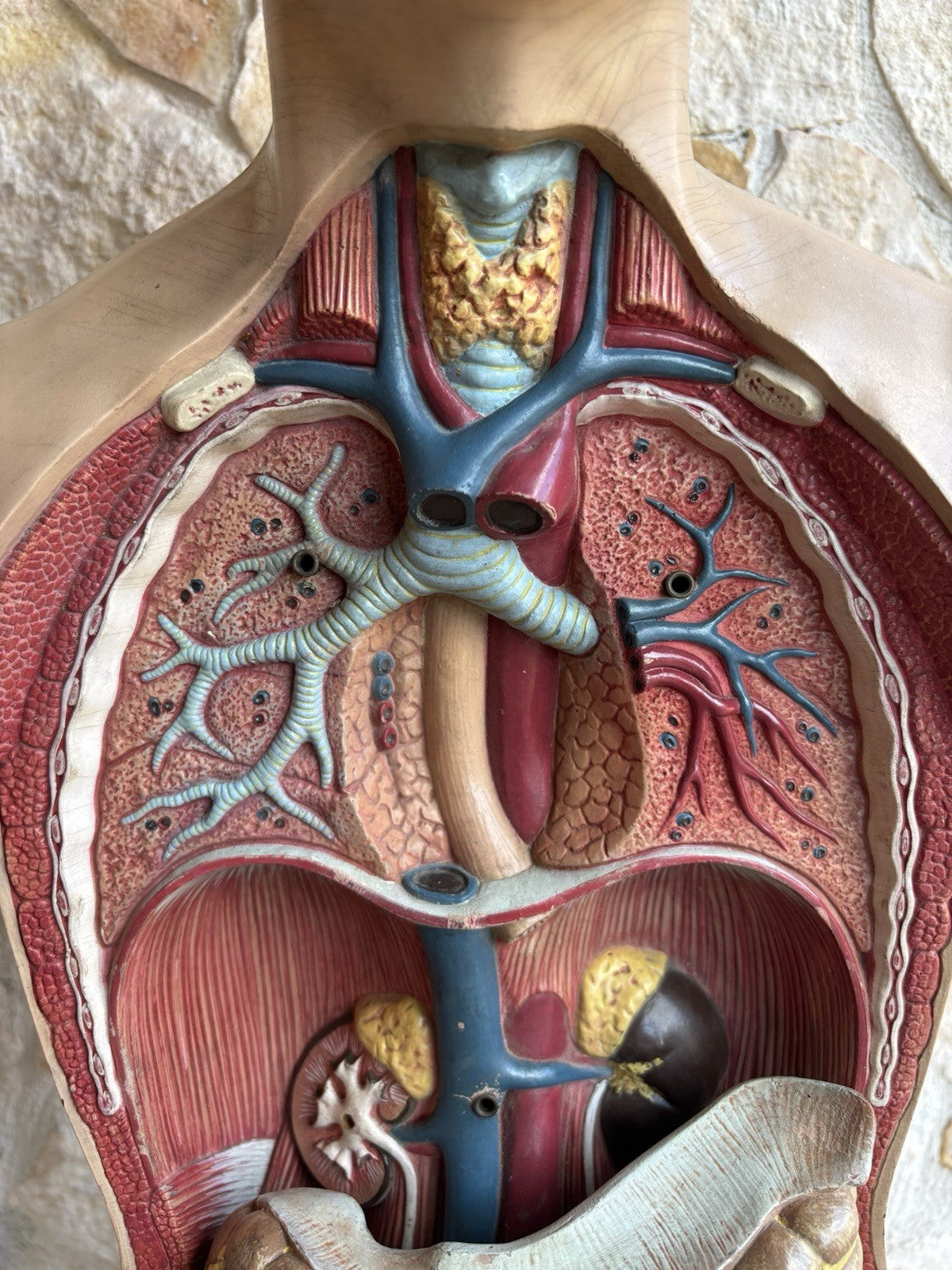 Modello Didattico Scientifico Busto Paravia