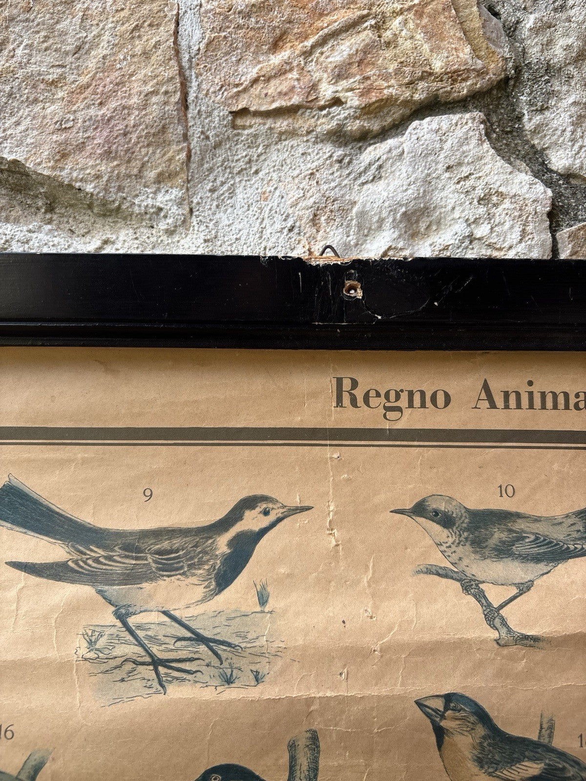 Tavola Parietale Vintage Paravia, Uccelli