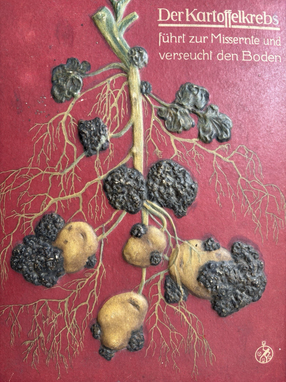 Pannello Modello Didattico Vintage -Malattia Della Patata, rogna verrucosa-