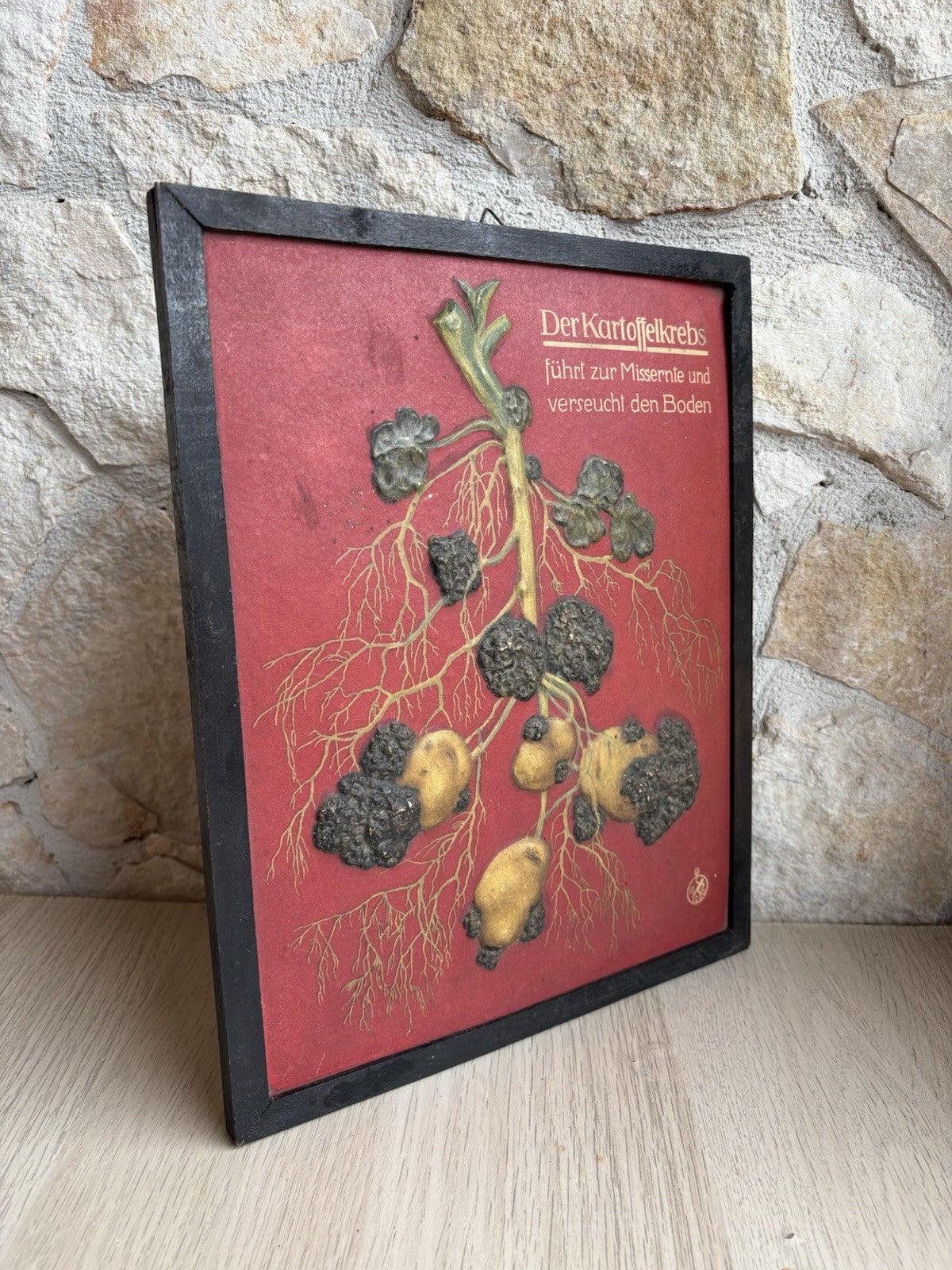 Pannello Modello Didattico Vintage -Malattia Della Patata, rogna verrucosa-