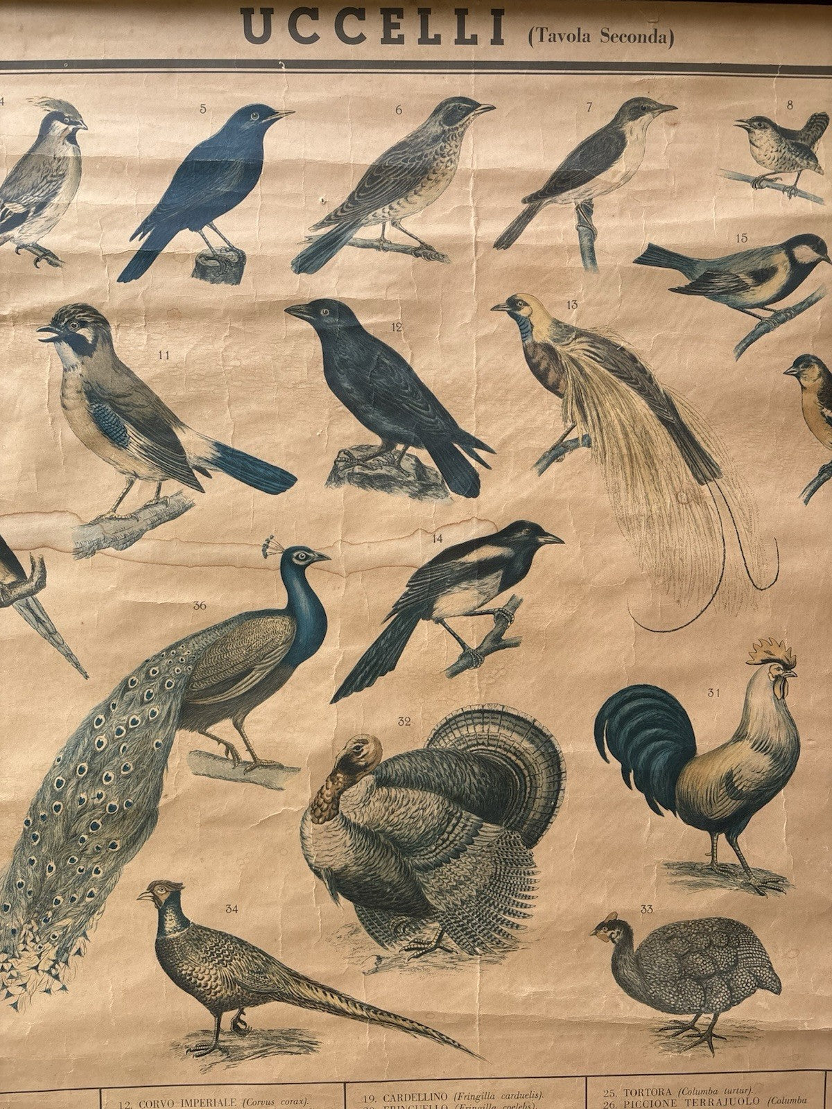 Tavola Parietale Vintage Paravia, Uccelli