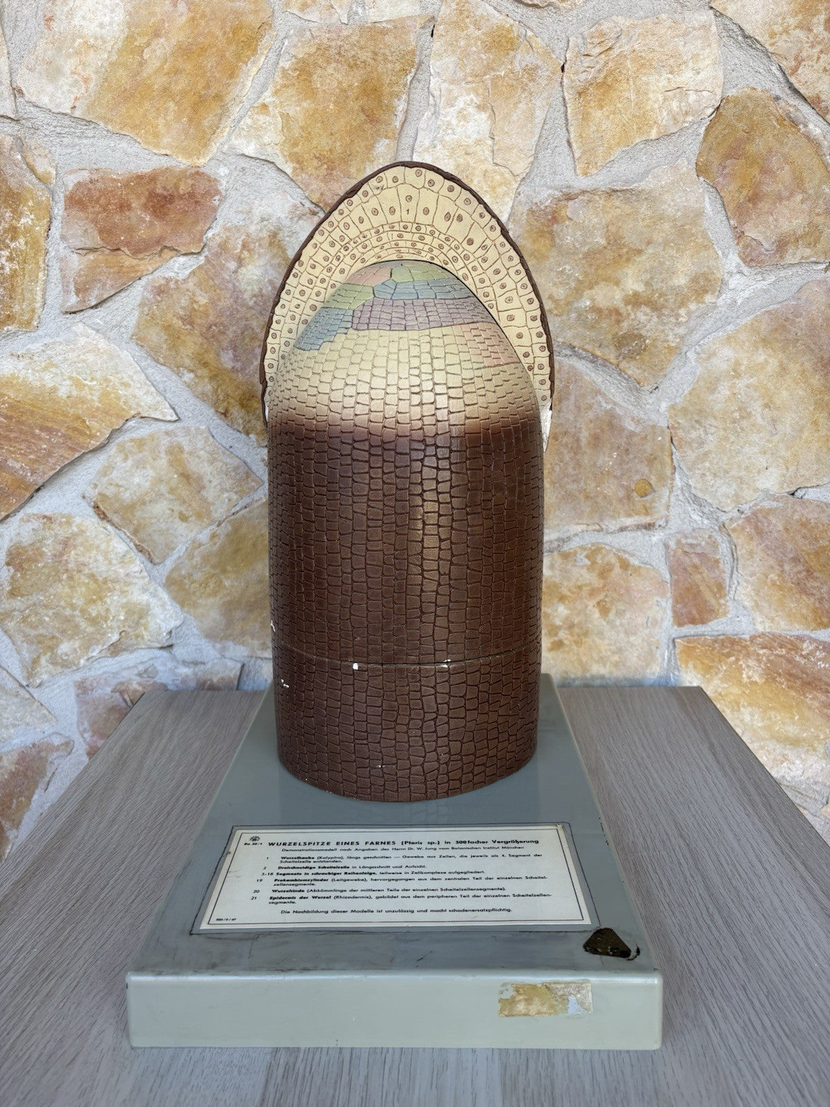 Modello Didattico/ Botanico, Somso Made In Germany