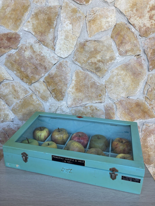 Modello Didattico- Principali Varietà Di Mele- Toffoli E Figli