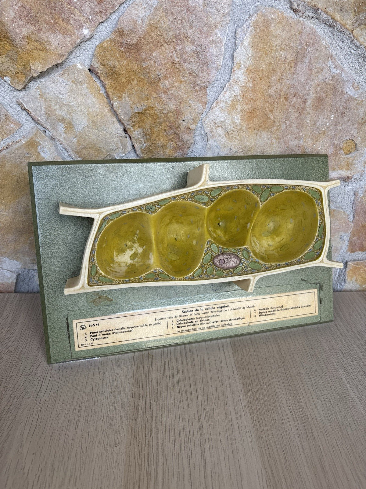 Modello Didattico Scientifico Somso Made In Germany -Cellule Vegetali-