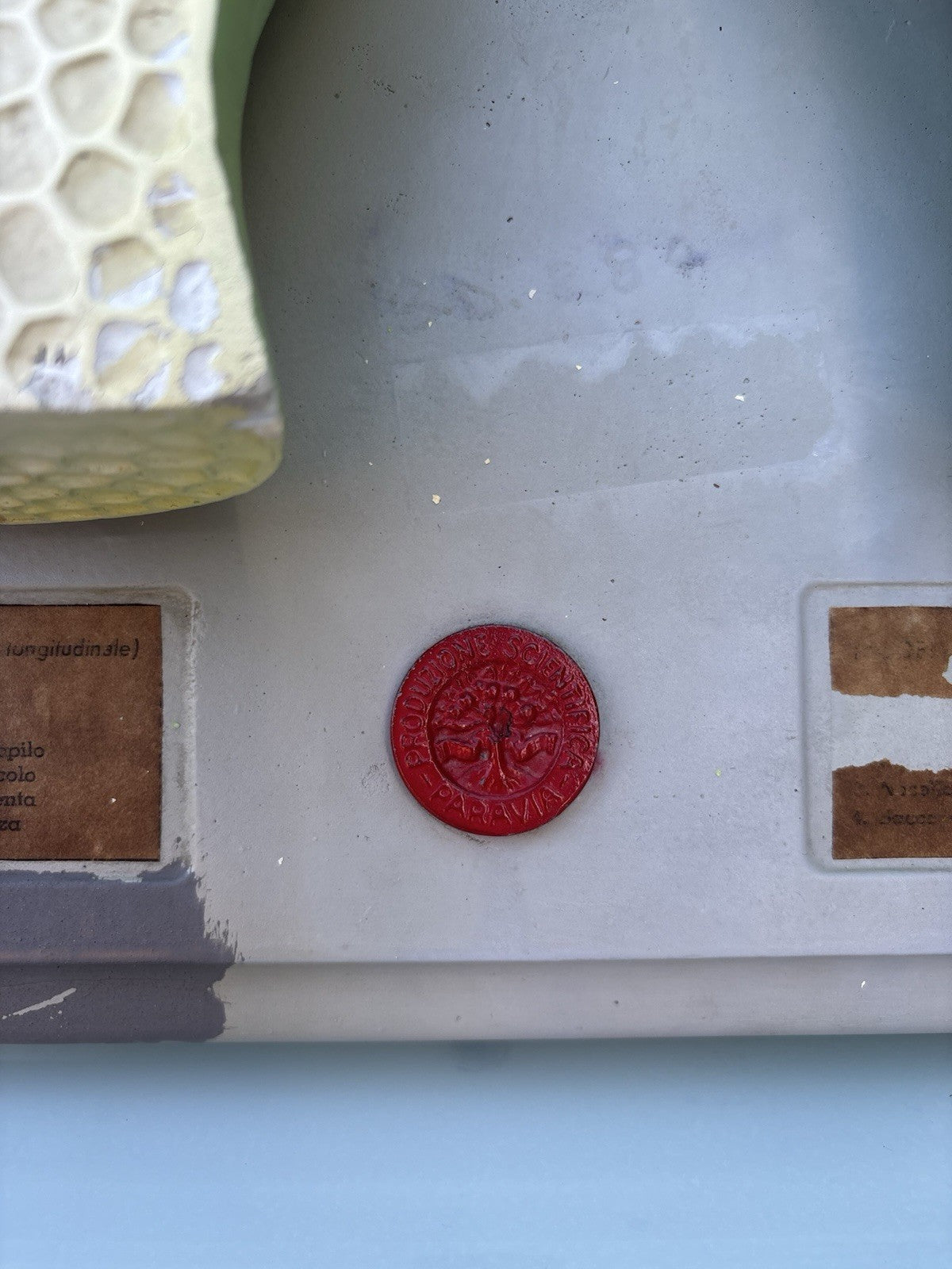 Coppia Di Modelli Dadattici Paravia - Botanico E Pianta Erbacea