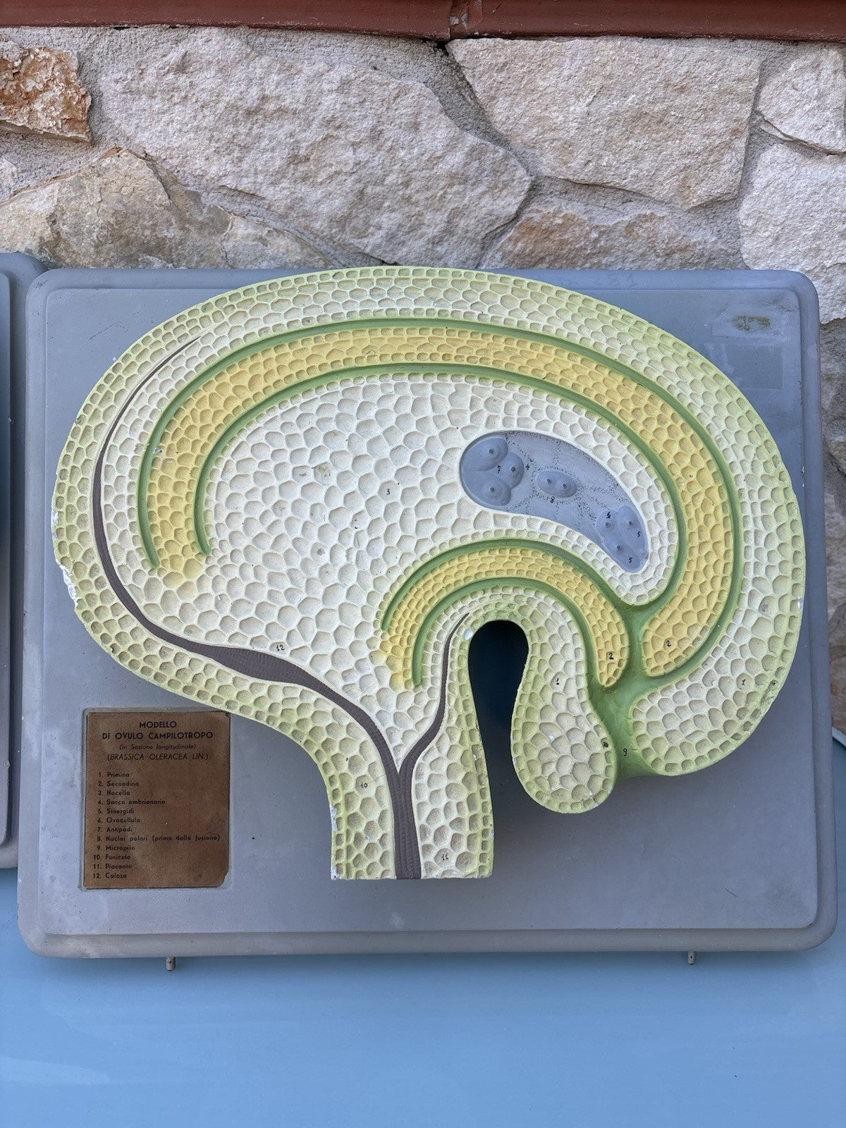 Coppia Di Modelli Dadattici Paravia - Botanico E Pianta Erbacea