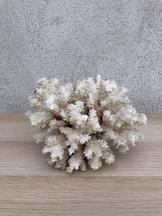Corallo cespuglio naturale bianco Vintage