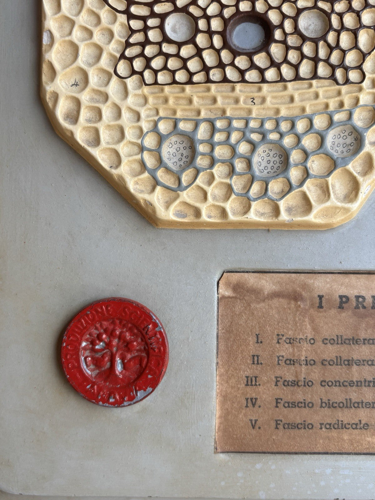 Modello Didattico, Scientifico E Botanico Paravia Vintage