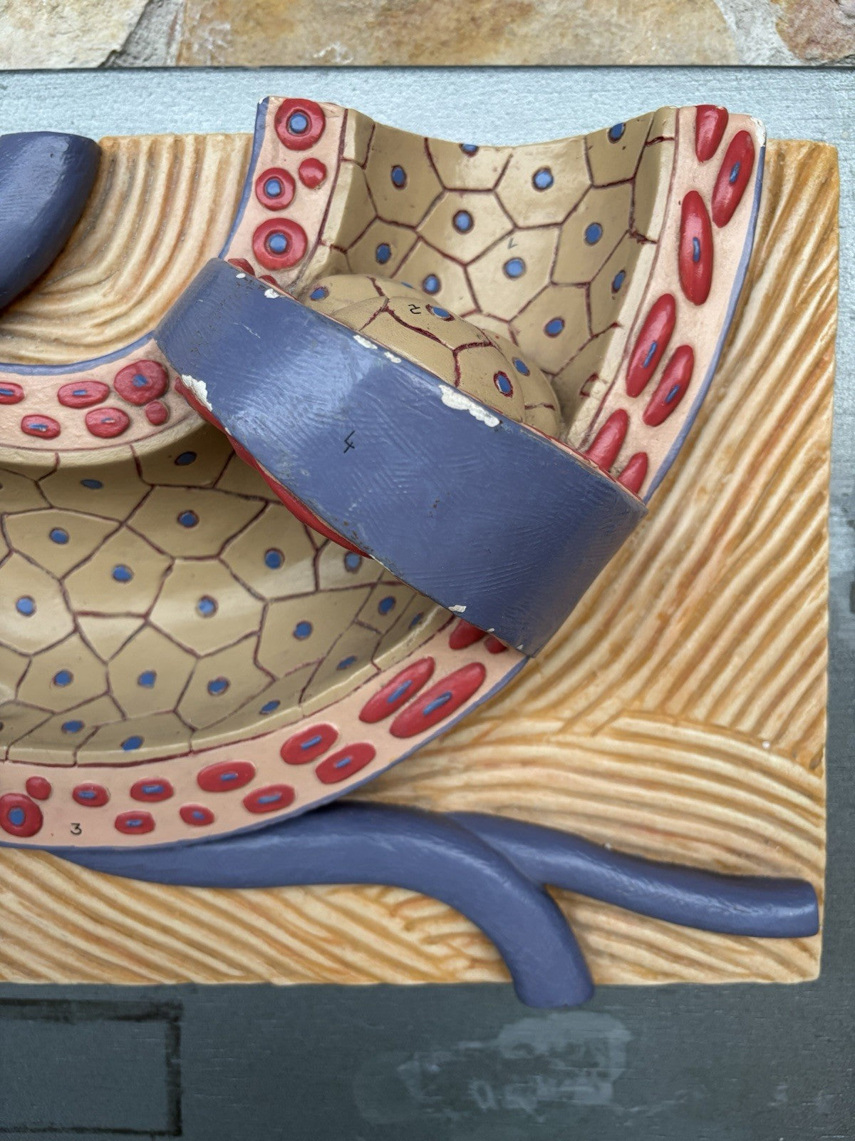 Modello Didattico Vintage - Arteria-