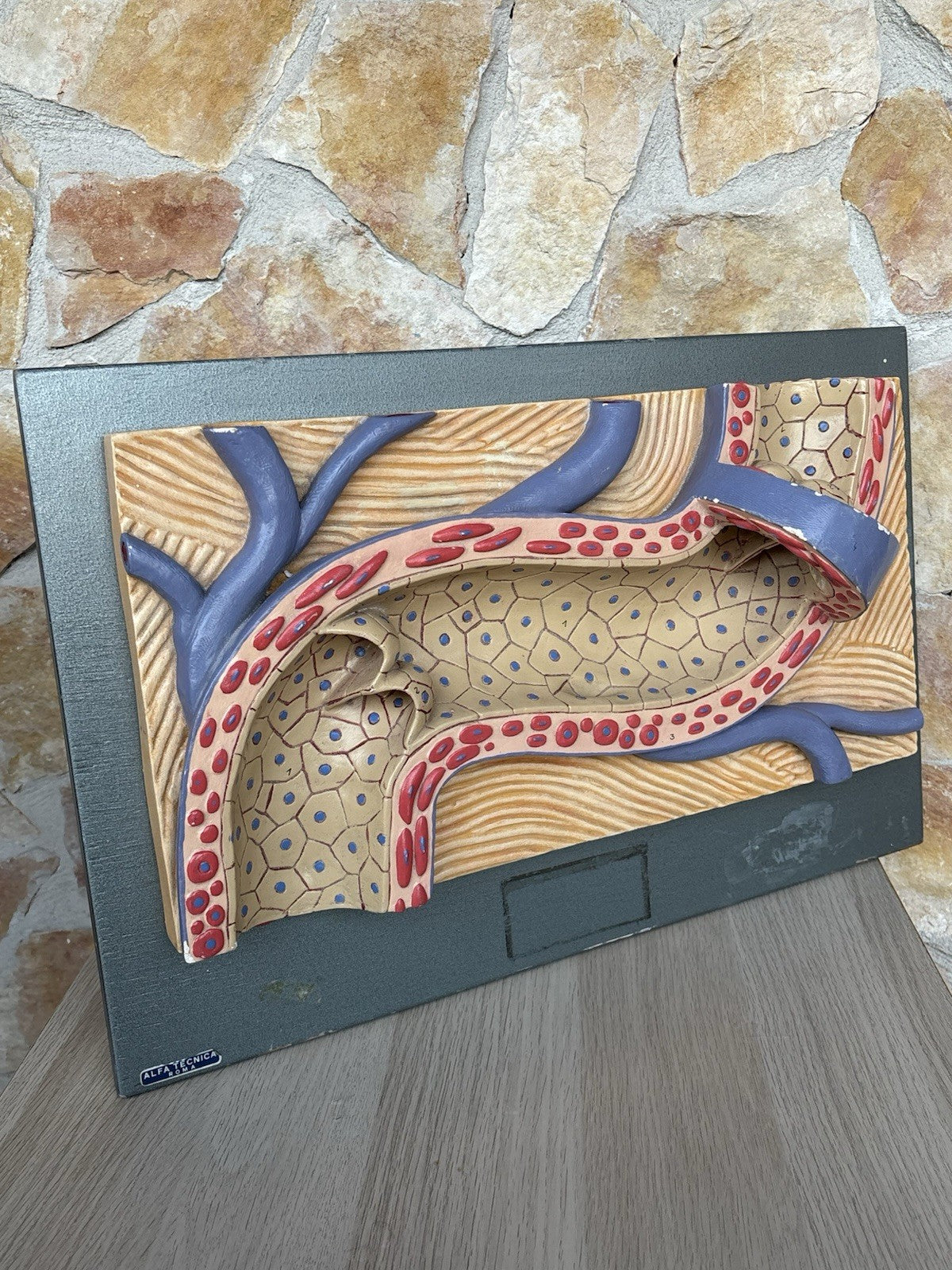 Modello Didattico Vintage - Arteria-