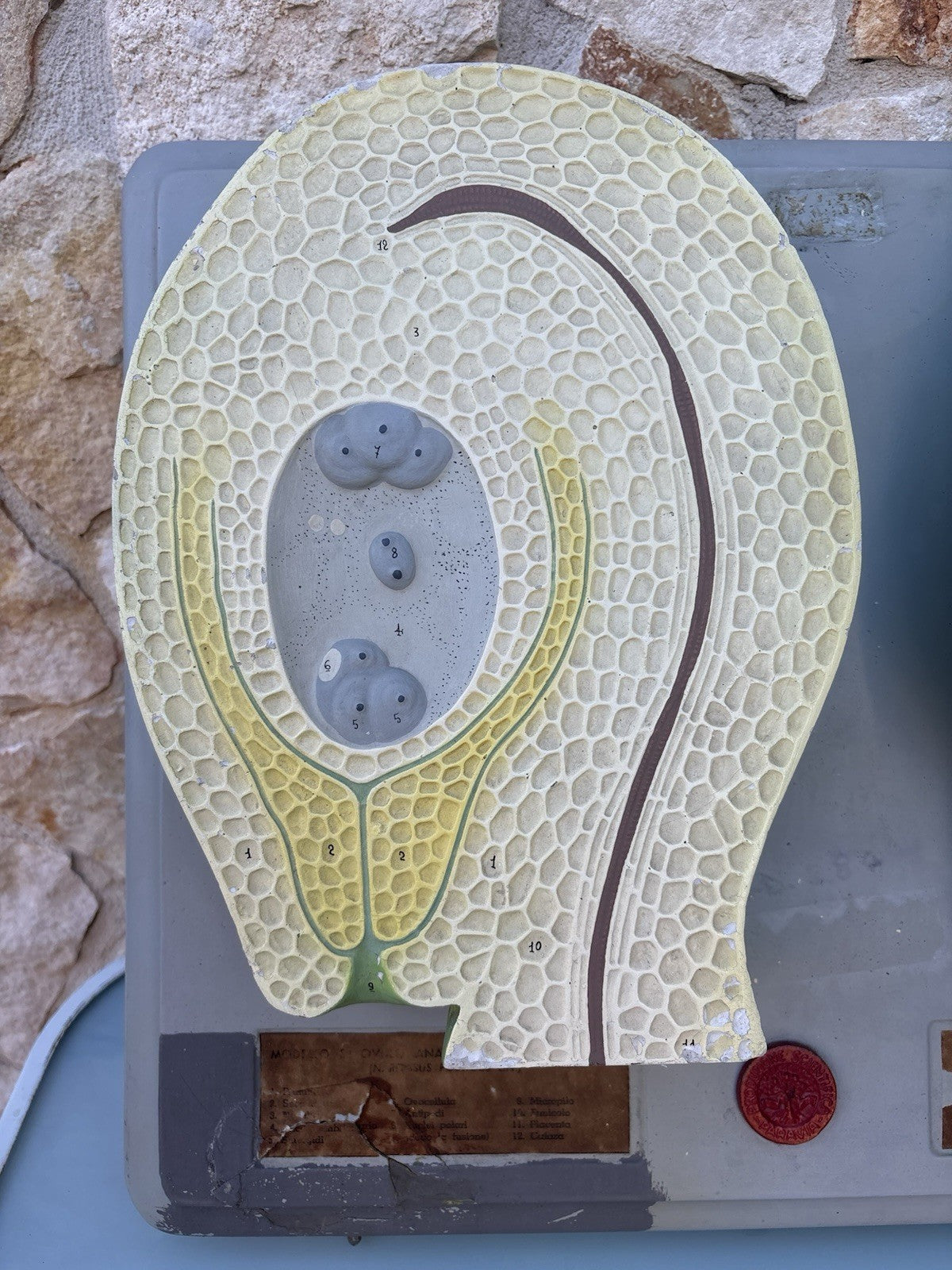 Coppia Di Modelli Dadattici Paravia - Botanico E Pianta Erbacea