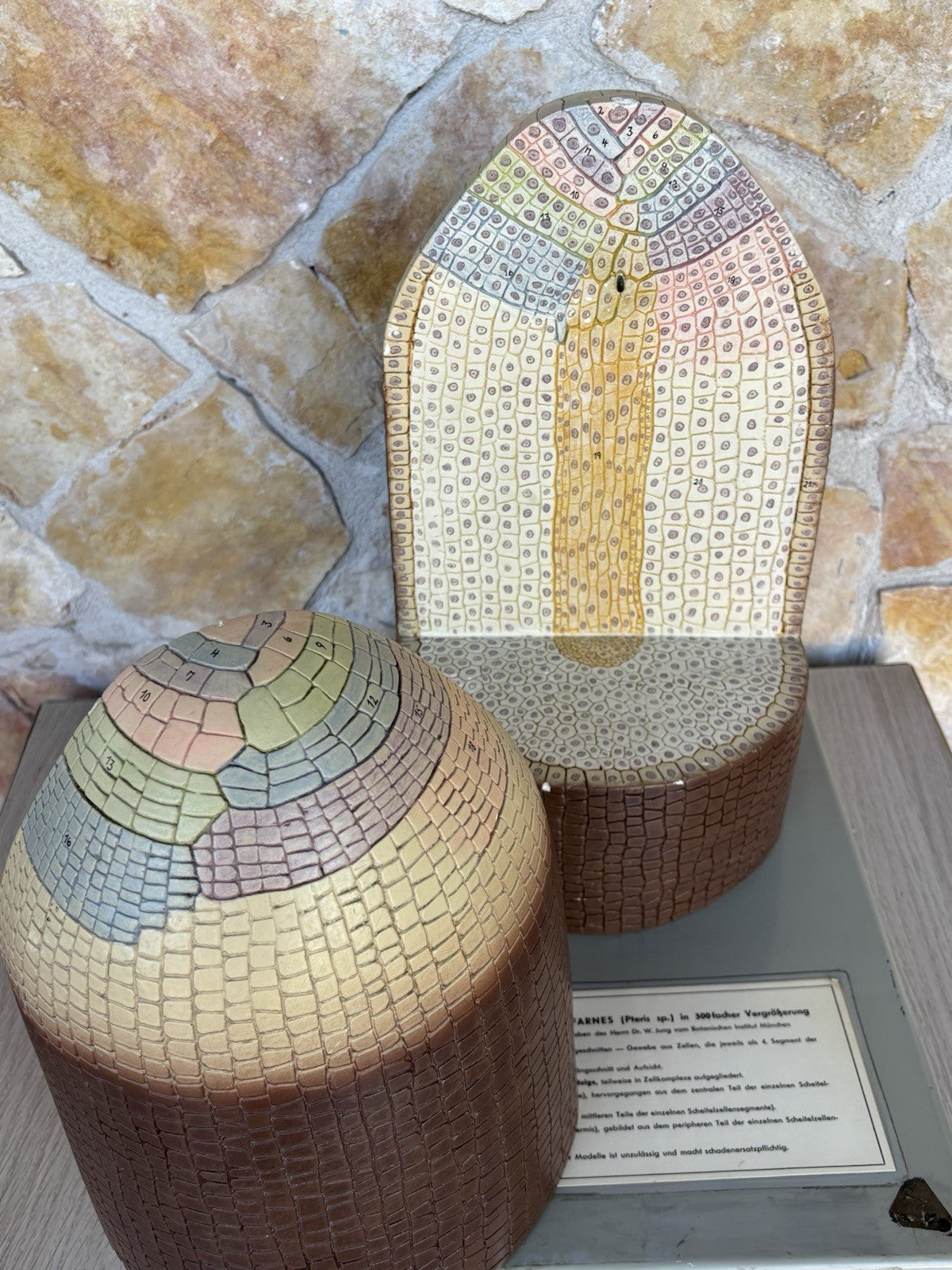 Modello Didattico/ Botanico, Somso Made In Germany