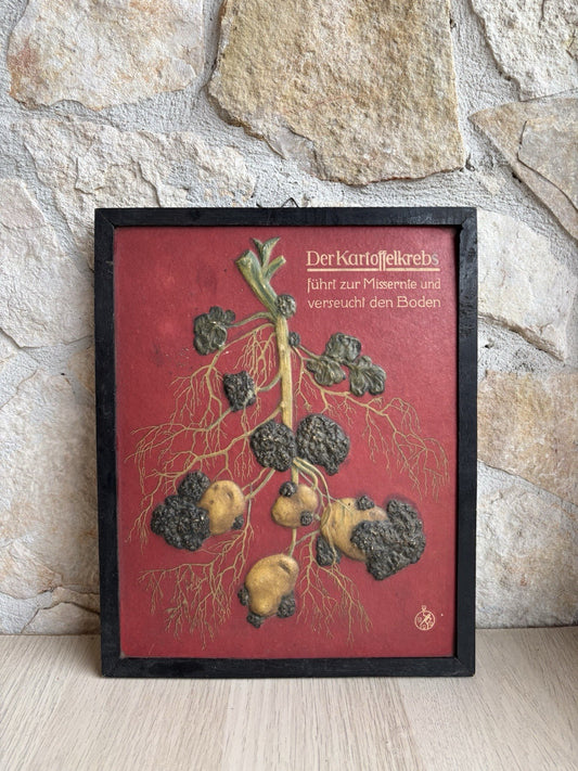 Pannello Modello Didattico Vintage -Malattia Della Patata, rogna verrucosa-
