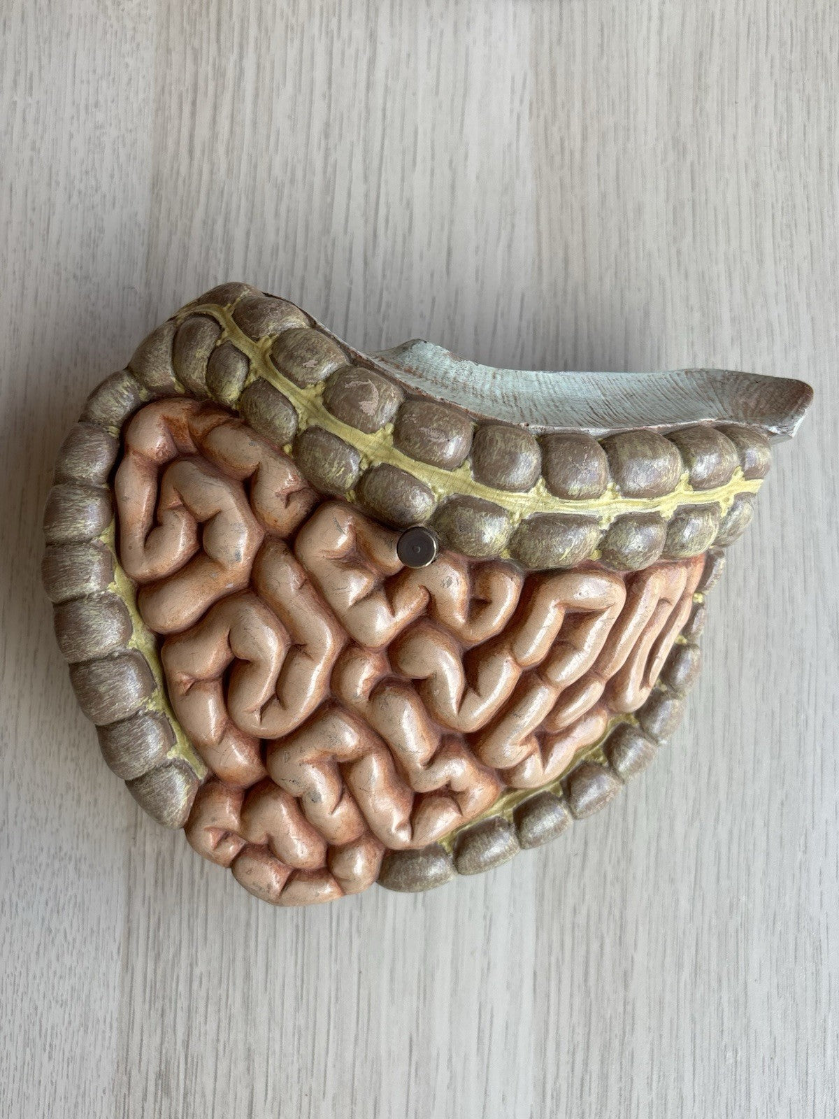 Modello Didattico Scientifico Busto Paravia