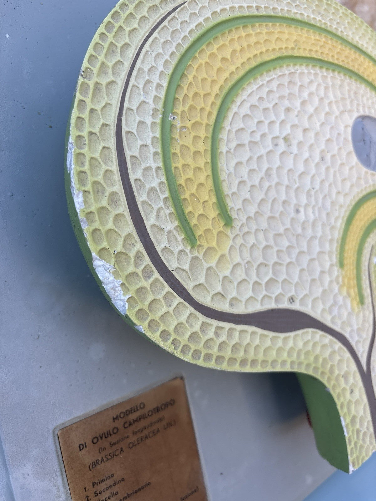 Coppia Di Modelli Dadattici Paravia - Botanico E Pianta Erbacea