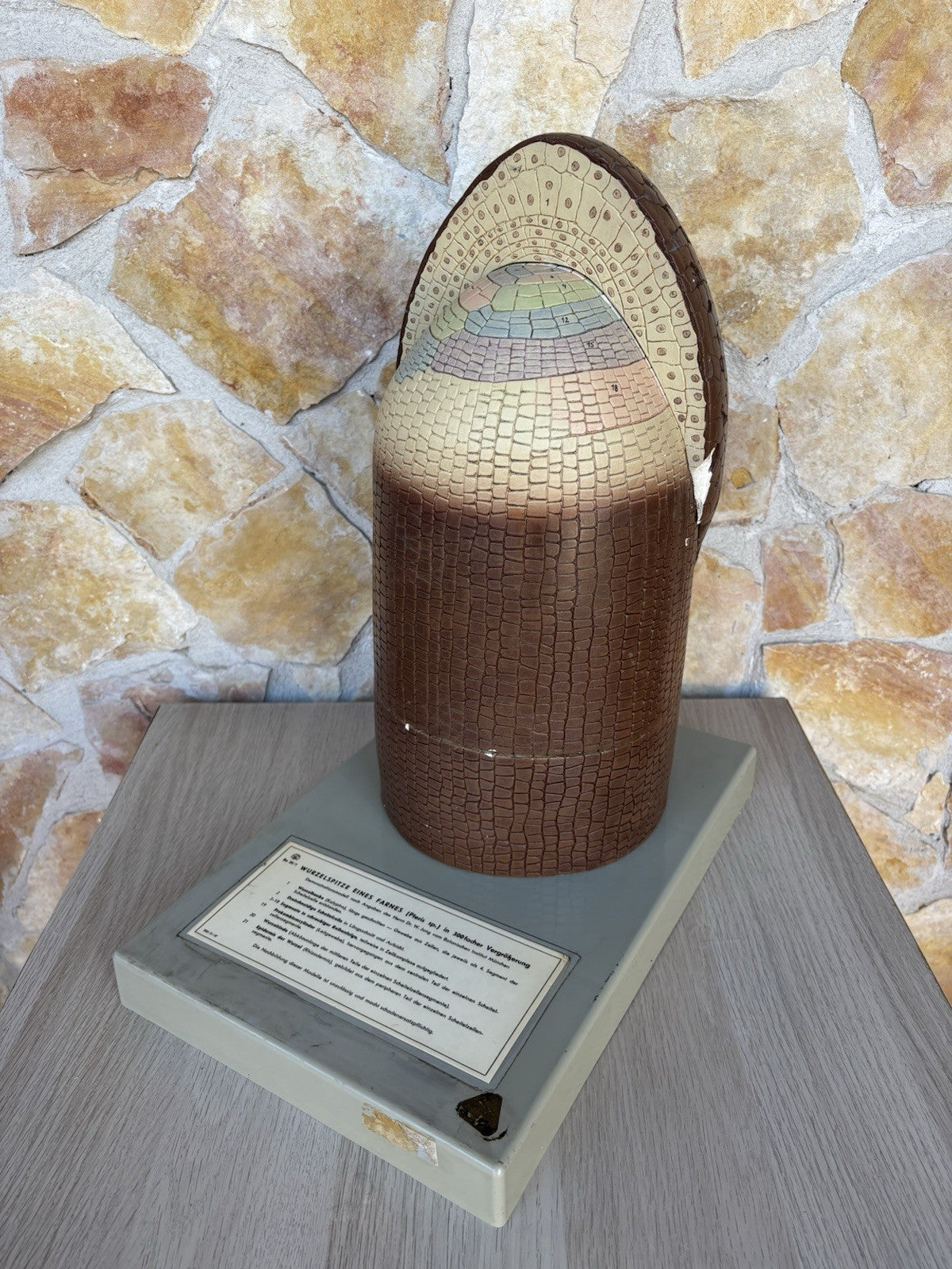 Modello Didattico/ Botanico, Somso Made In Germany