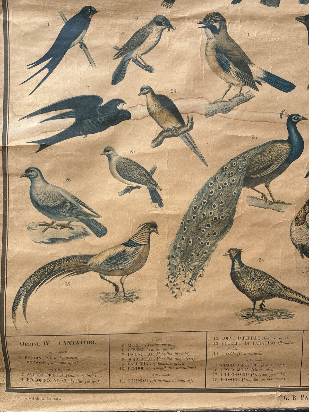 Tavola Parietale Vintage Paravia, Uccelli