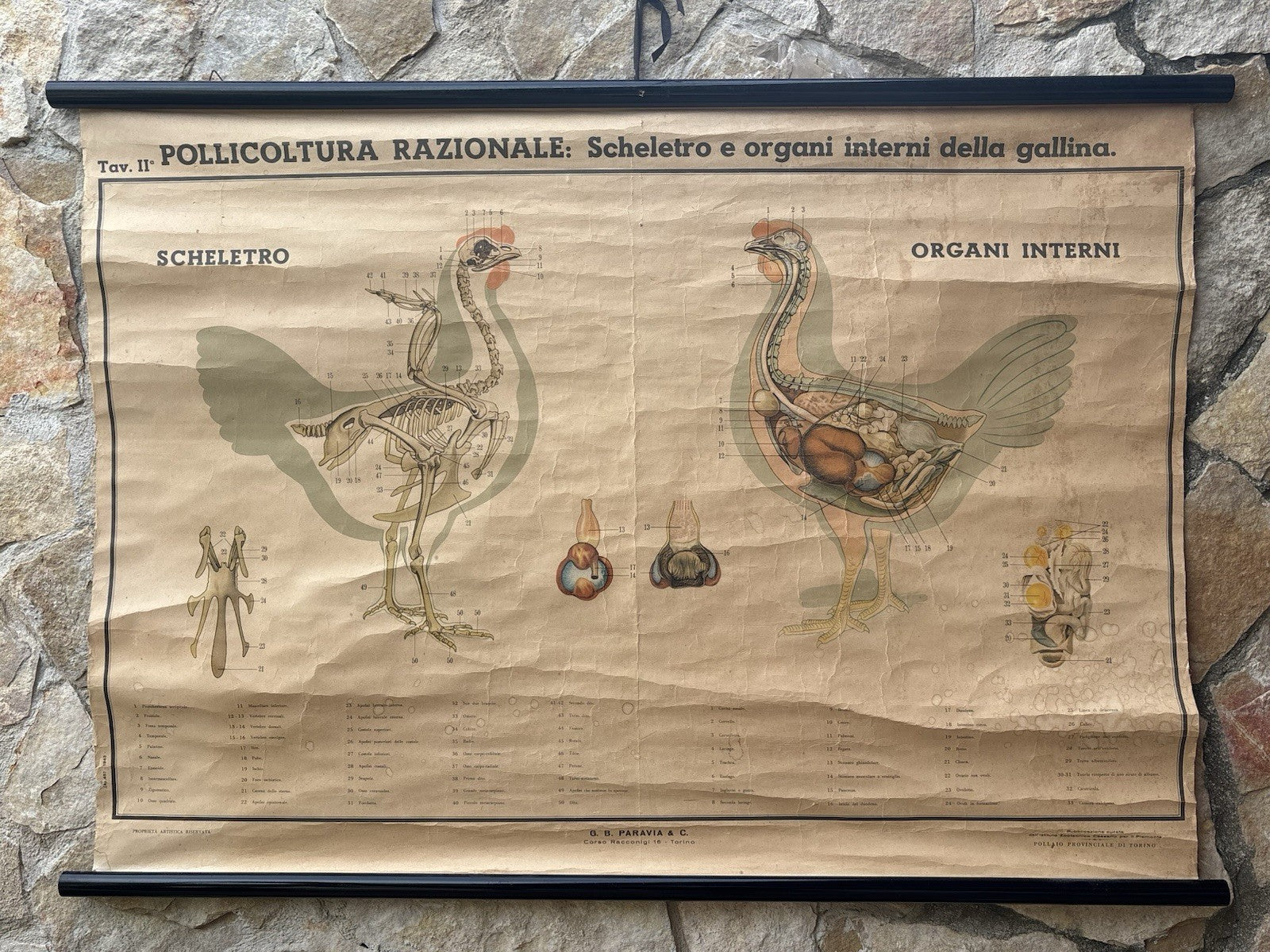 Tavola Parietale Vintage Paravia, Anatomia Gallina