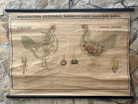 Tavola Parietale Vintage Paravia, Anatomia Gallina
