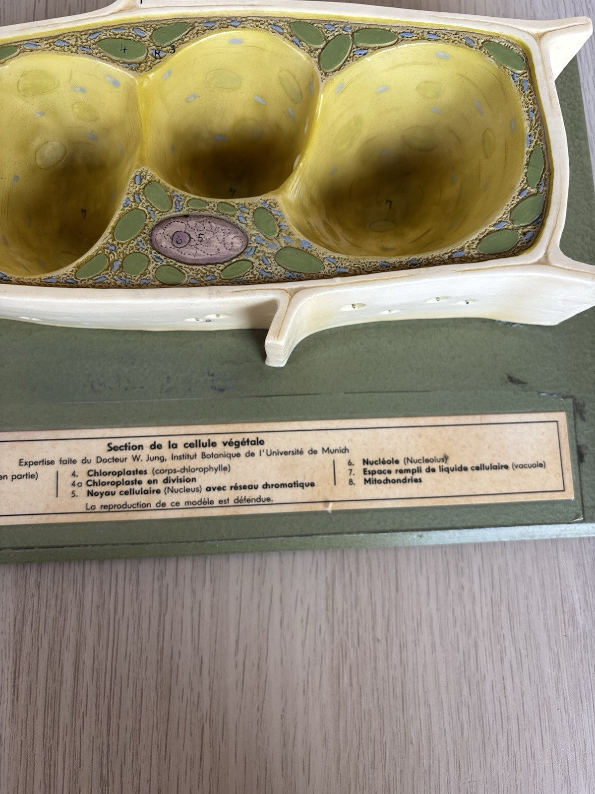 Modello Didattico Scientifico Somso Made In Germany -Cellule Vegetali-