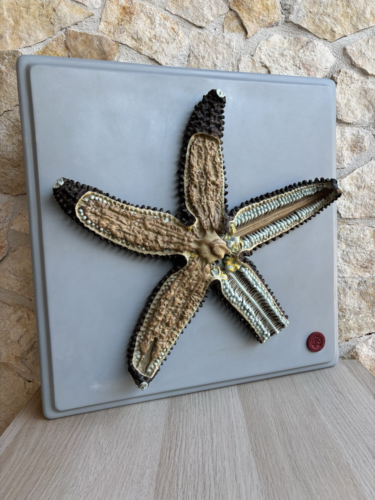 Stella Marina- Produzione Scientifica Paravia, Modello Didattico Vintage