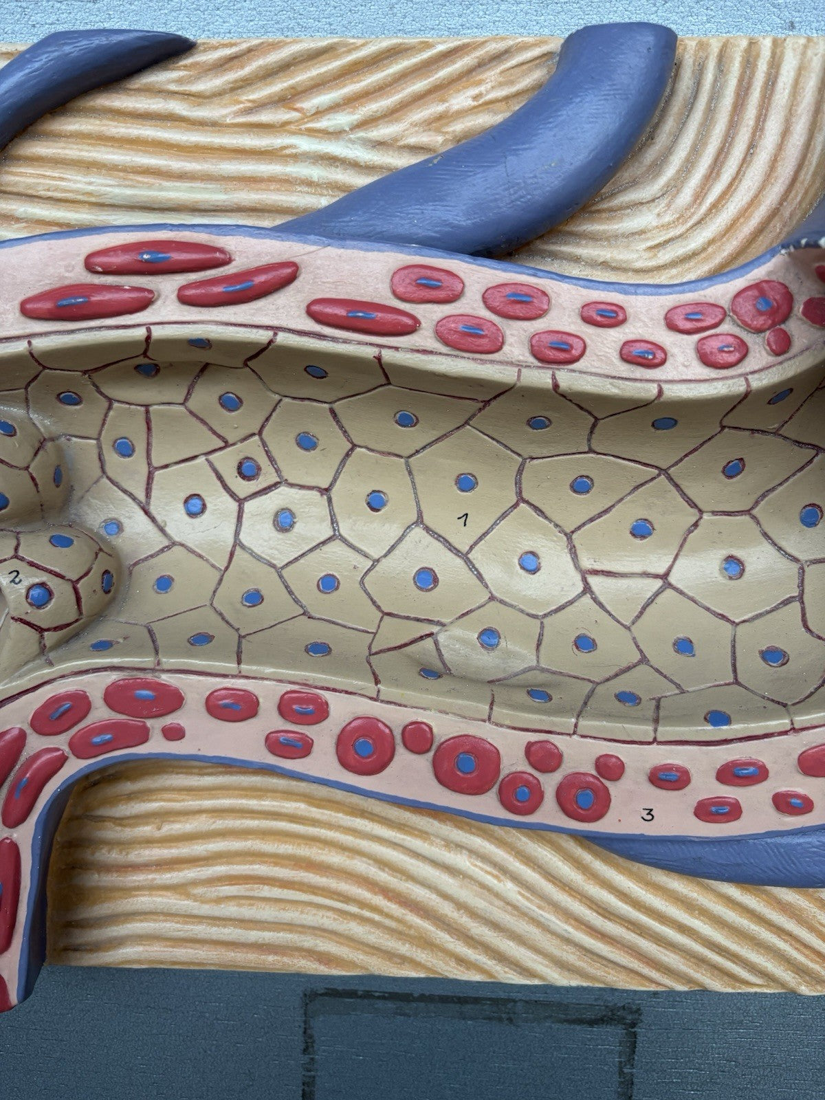 Modello Didattico Vintage - Arteria-