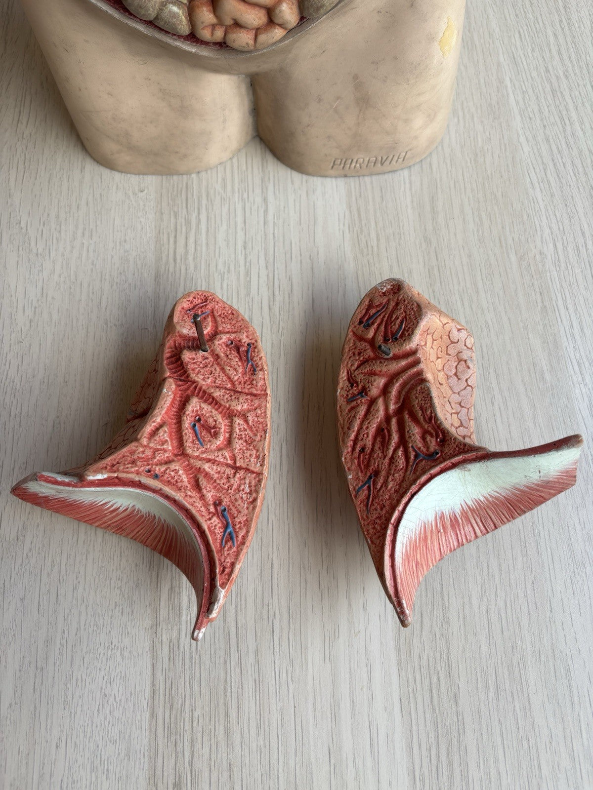 Modello Didattico Scientifico Busto Paravia