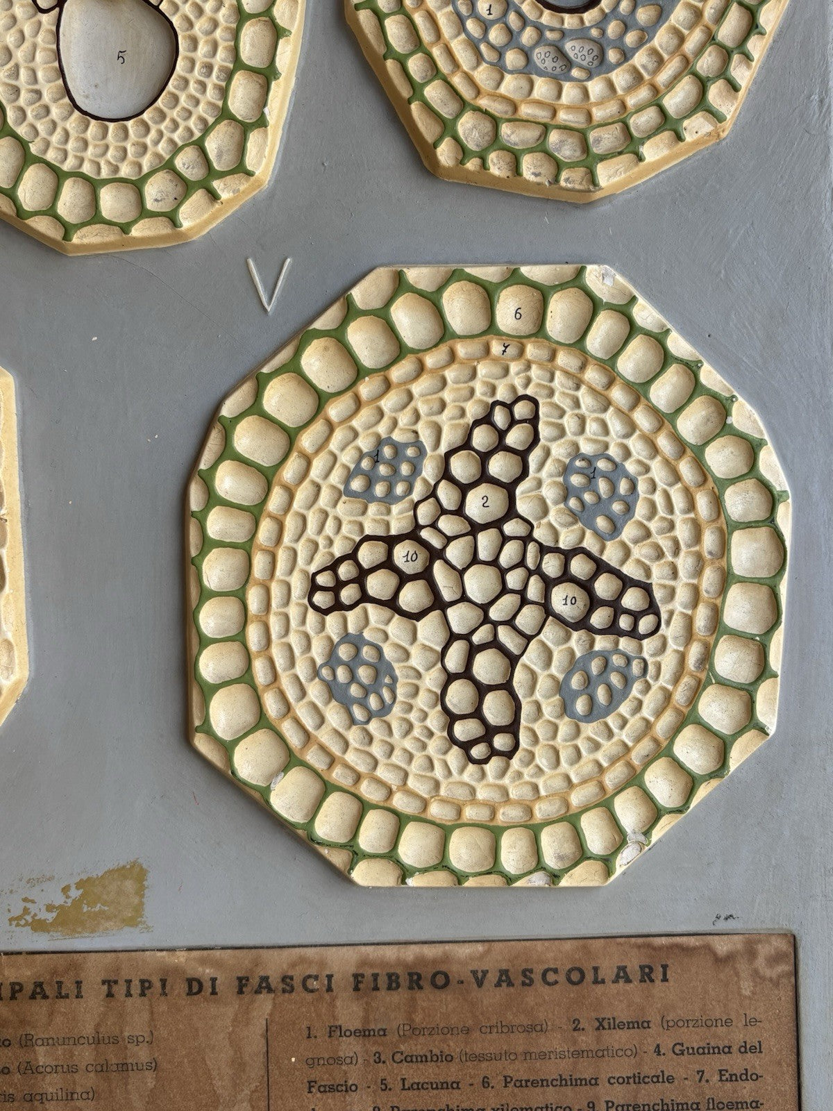 Modello Didattico, Scientifico E Botanico Paravia Vintage