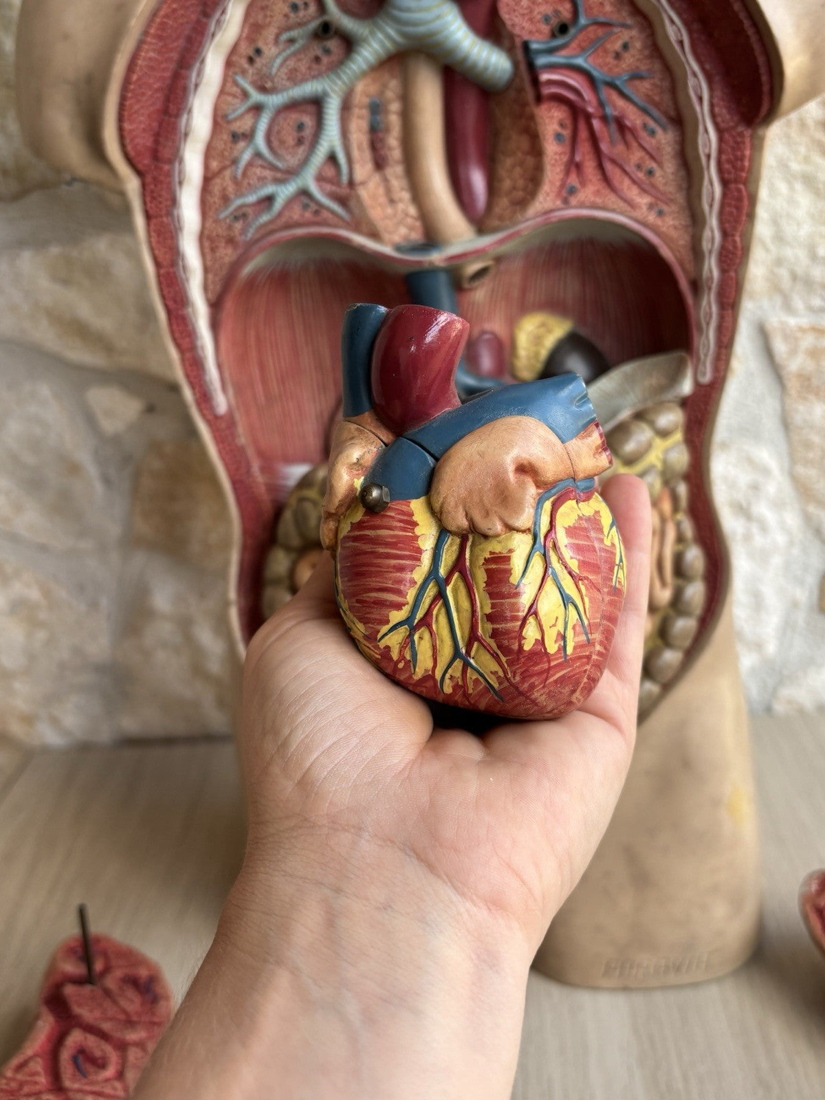 Modello Didattico Scientifico Busto Paravia