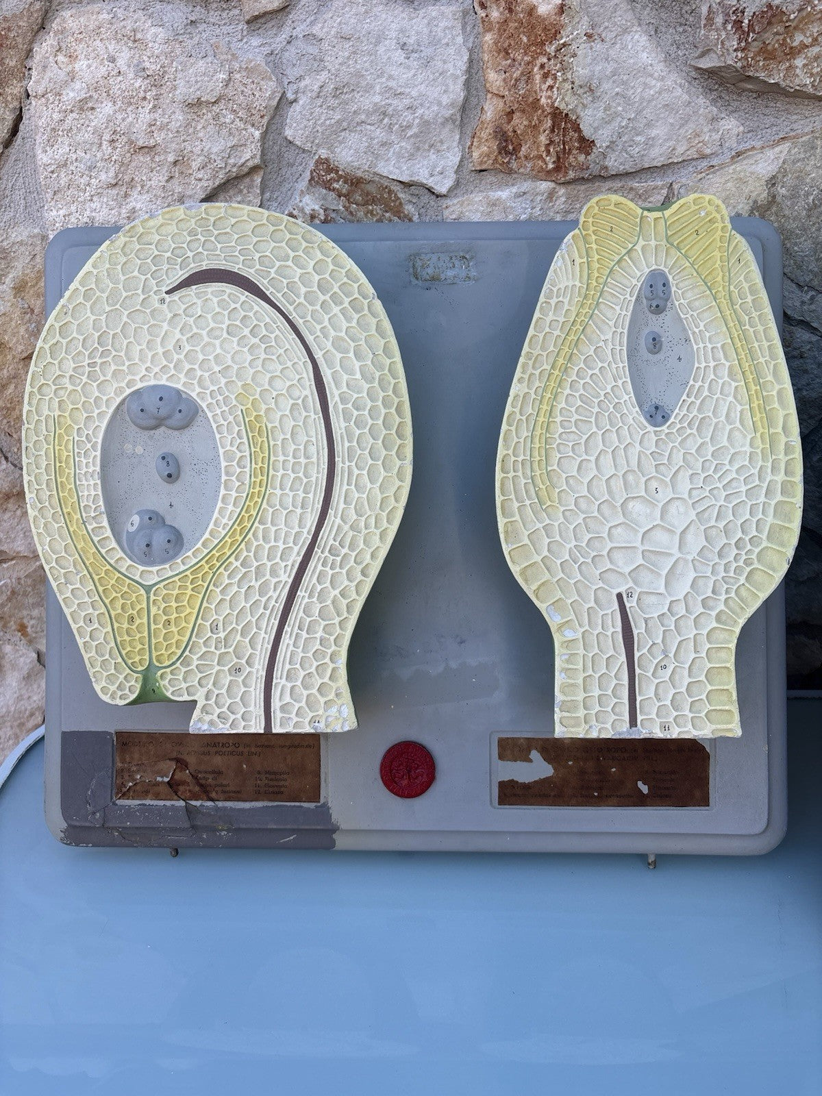 Coppia Di Modelli Dadattici Paravia - Botanico E Pianta Erbacea