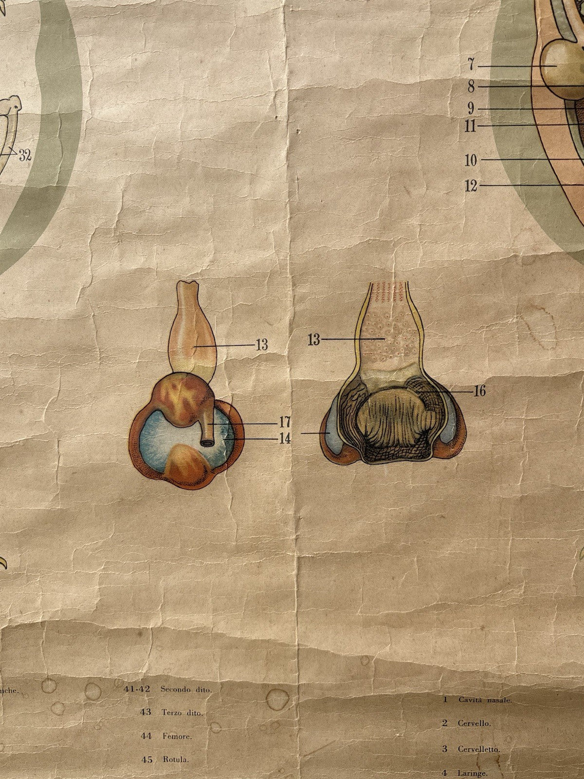 Tavola Parietale Vintage Paravia, Anatomia Gallina