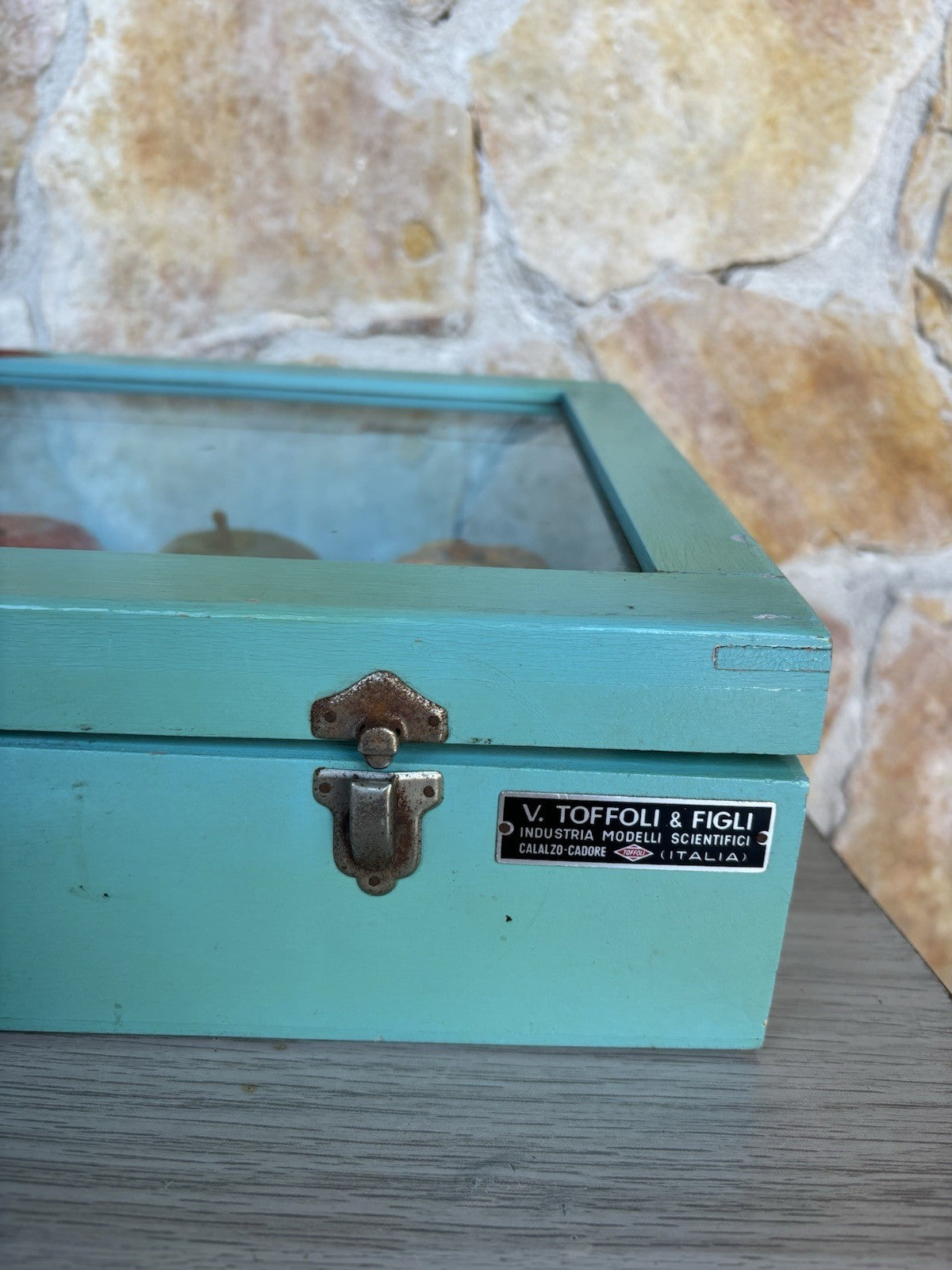 Modello Didattico- Principali Varietà Di Mele- Toffoli E Figli