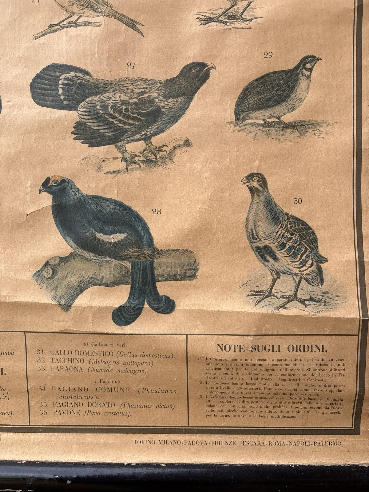 Tavola Parietale Vintage Paravia, Uccelli