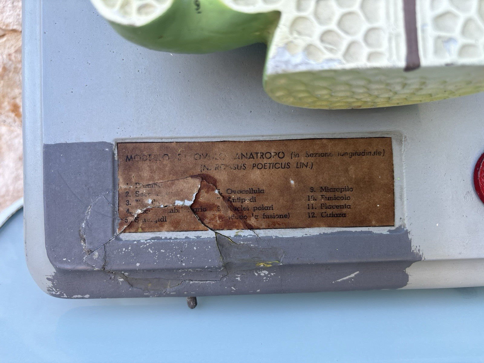 Coppia Di Modelli Dadattici Paravia - Botanico E Pianta Erbacea