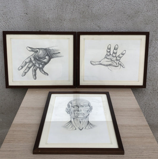 Quadri Vintage Con Disegni Anatomici