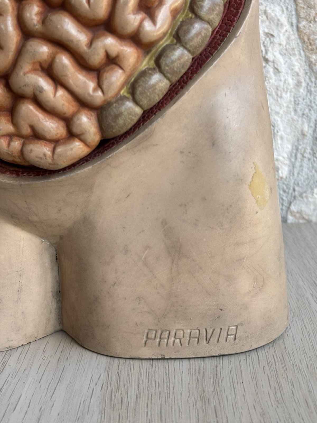 Modello Didattico Scientifico Busto Paravia